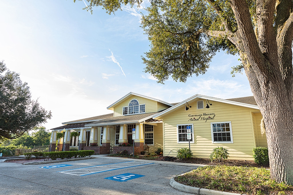 Meet Our Team Lakeland Fl Cleveland Heights Animal Hospital