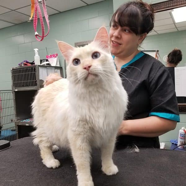 Pet Spa and Grooming Lakeland, FL Cleveland Heights Animal Hospital